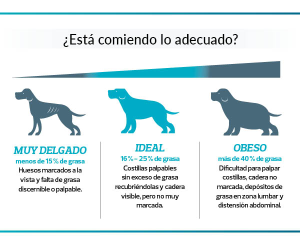 peso ideal del perro